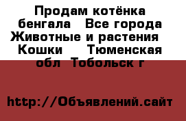 Продам котёнка бенгала - Все города Животные и растения » Кошки   . Тюменская обл.,Тобольск г.